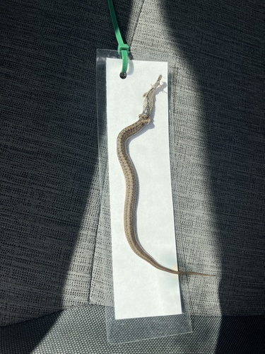 DeKay's Brownsnake
