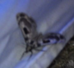 Thyridopyralis gallaerandialis