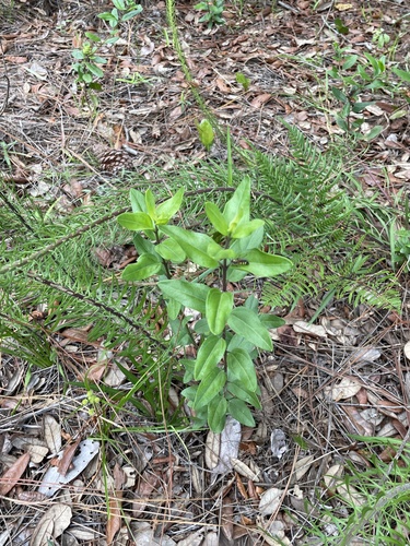 Palafoxia feayi, photograph 2
