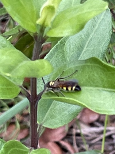 Palafoxia feayi, photograph 3