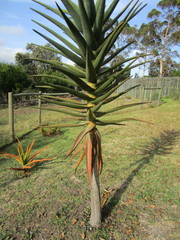 Aloidendron barberae