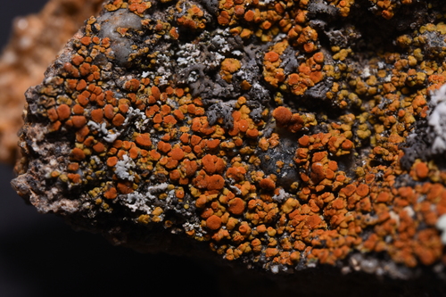 Squamulea squamosa