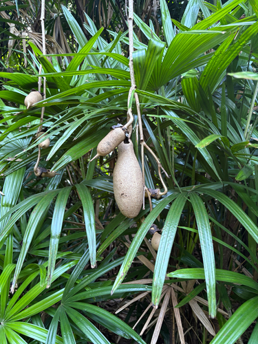 Kigelia africana observed 2025-12-30