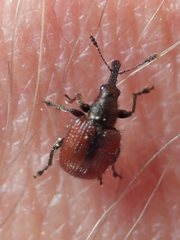 Tatianaerhynchites aequatus