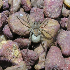 Lycosidae