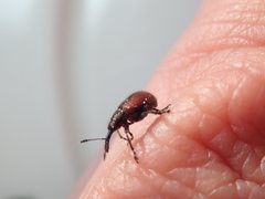 Tatianaerhynchites aequatus