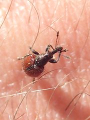 Tatianaerhynchites aequatus