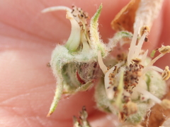 Tatianaerhynchites aequatus