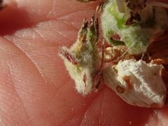 Tatianaerhynchites aequatus