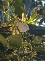 Celastrina argiolus