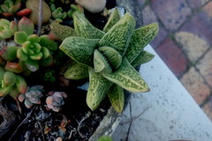 Gasteria
