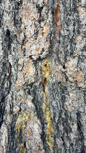 iNaturalist observation photo of Mountain Pine Beetle