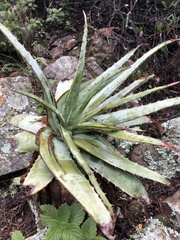 Aloe pretoriensis