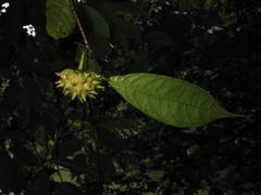 Annona acuminata