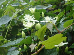 Clematis meyeniana