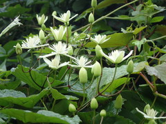 Clematis meyeniana