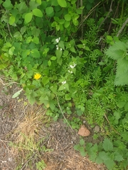 Lamium album