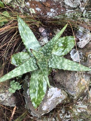 Aloe transvaalensis