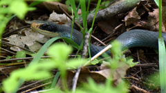 Coluber constrictor foxii
