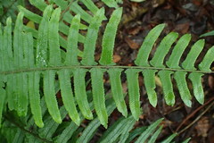 Microlepia hookeriana