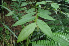 Glochidion acuminatum