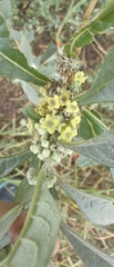 Buddleja sessiliflora