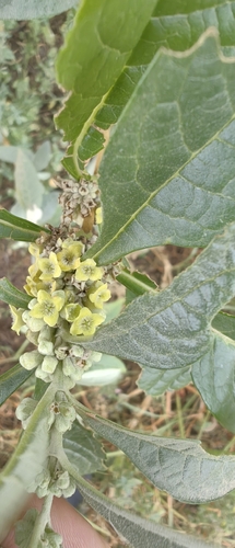 Buddleja sessiliflora, photograph 2