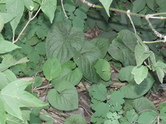 Viola suavis, photograph (c) Oleksandr Shynder, some rights reserved (CC BY)