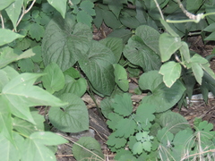 Viola suavis, photograph (c) Oleksandr Shynder, some rights reserved (CC BY)