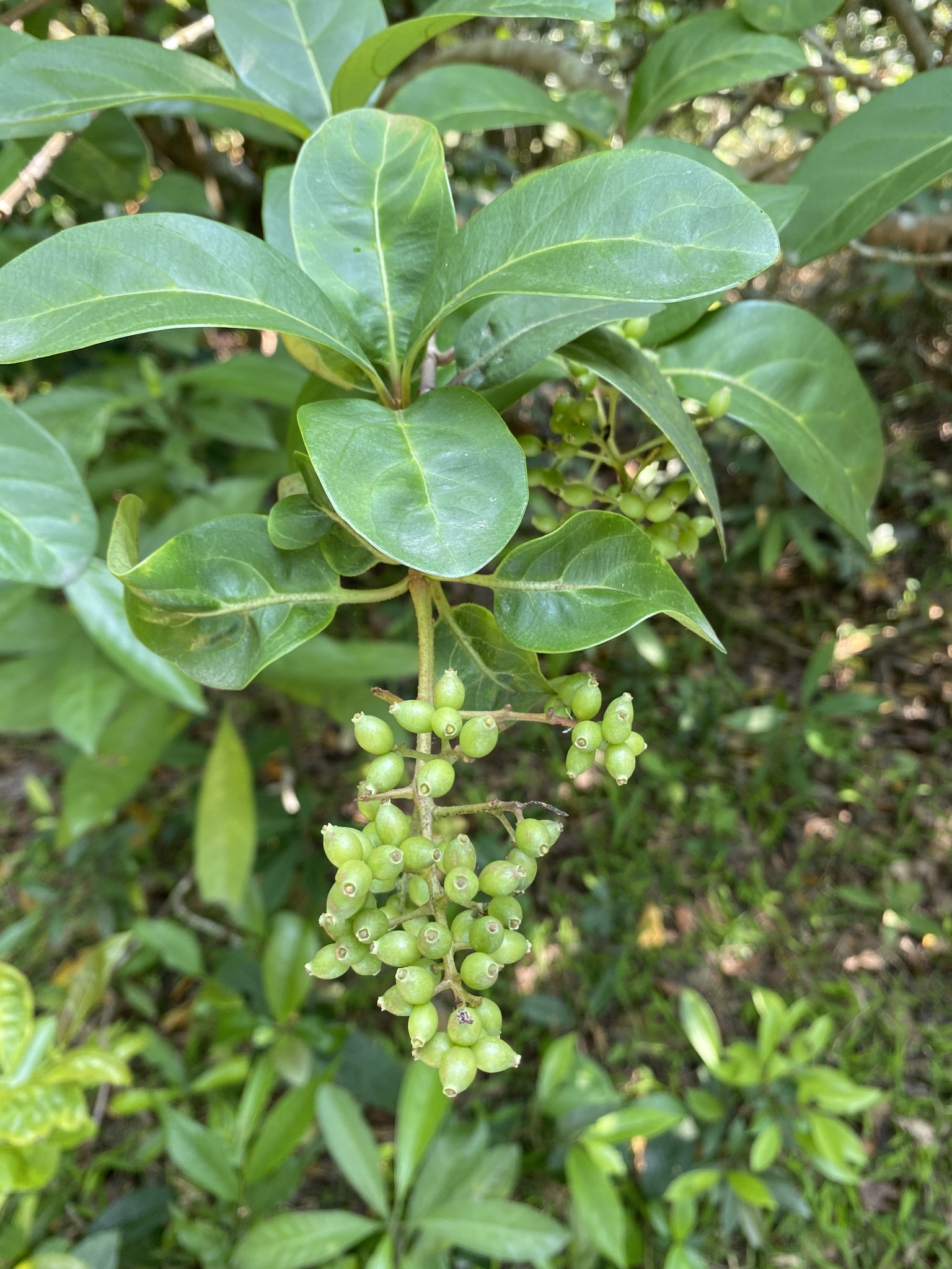 Aporosa octandra (Buch.Ham. ex D.Don) Vickery