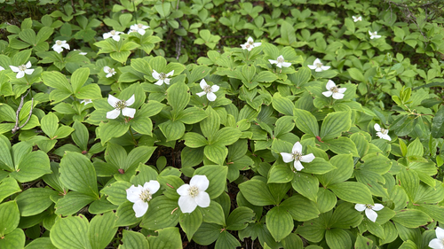Canadian bunchberry
