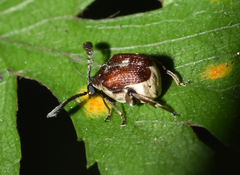 Megacerus coryphae