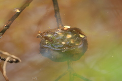 Ambystoma gracile