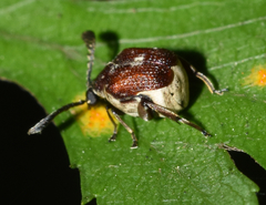 Megacerus coryphae