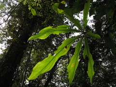 Anthurium clavigerum