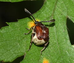 Megacerus coryphae