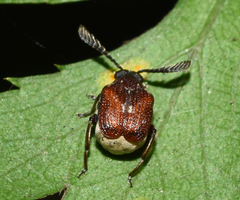 Megacerus coryphae