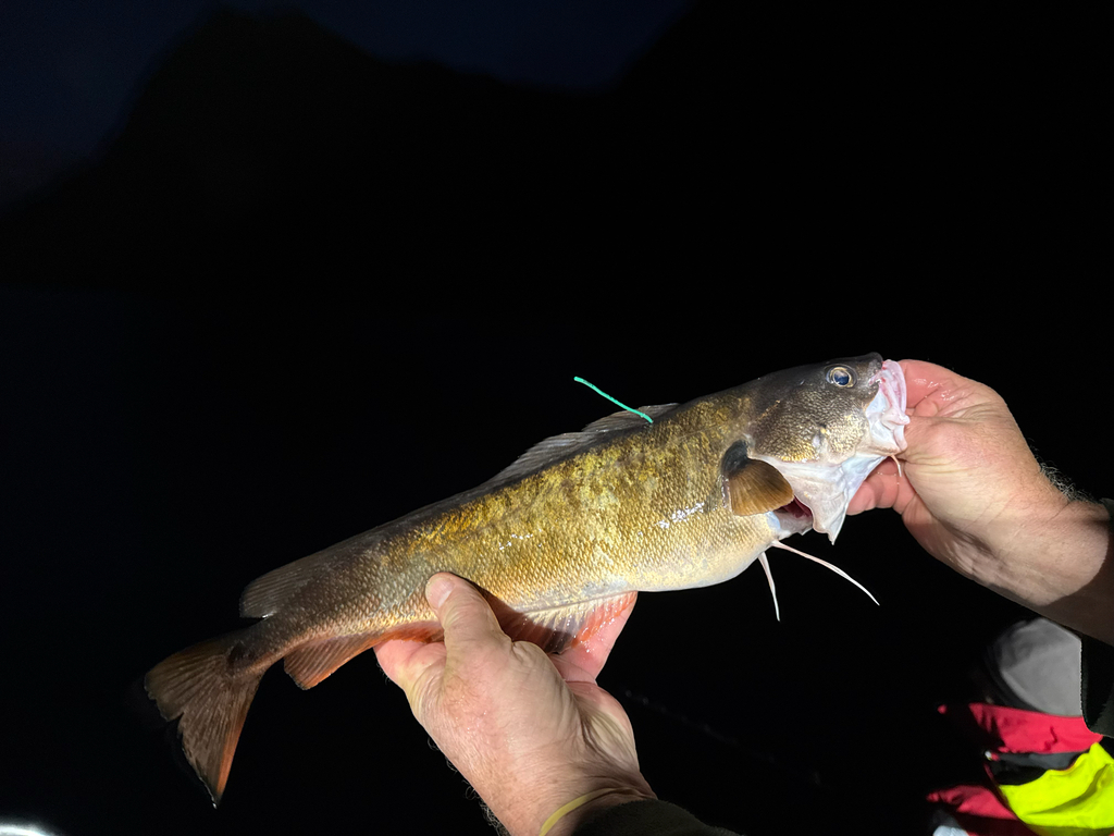 Hoka (Pseudophycis bachus) — Moridae