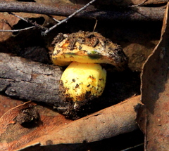 Butyriboletus
