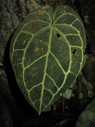 Crystal Anthurium (Anthurium crystallinum) · iNaturalist