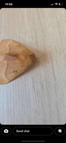 Oak Eggar