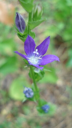 Triodanis perfoliata, photograph 4