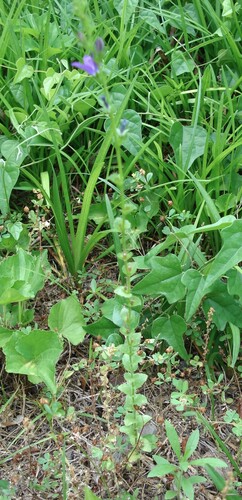 Triodanis perfoliata, photograph 5