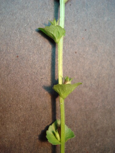 Triodanis perfoliata, photograph 6