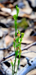 Pterostylis parviflora