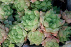 Haworthia cymbiformis
