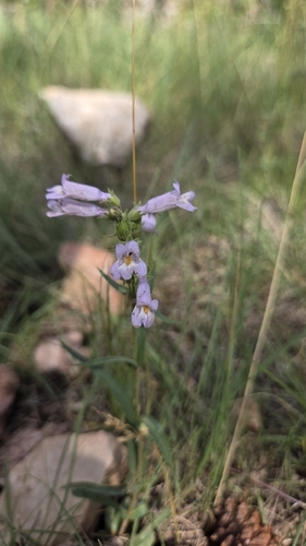 Penstemon gracilis, photograph 4