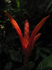 Aphelandra crenata