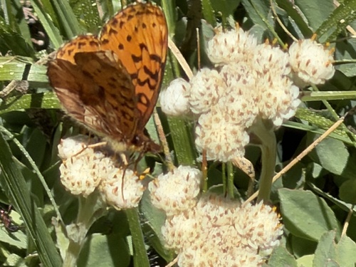 iNaturalist observation photo of Pacific Fritillary