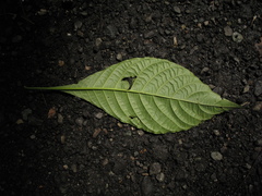 Aphelandra crenata